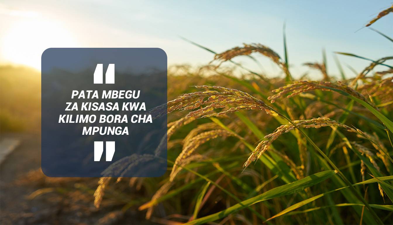 Pata mbegu za kisasa kwa kilimo bora cha mpunga